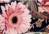 Pink Gerber