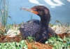 Cormorant