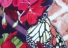 Butterfly Wings