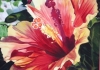 Hibiscus