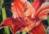 Day Lily