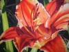 Day Lily